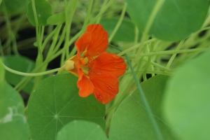 You can eat the leaves and the flowers of nasturtium