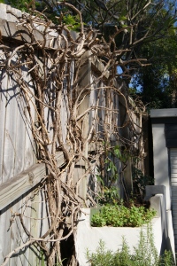 The trumpet vine after its haircut