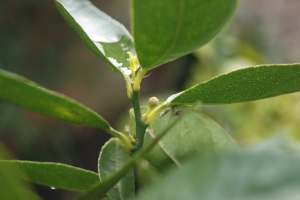 I'm hoping the grapefruit will produce buds like the lime and lemon have