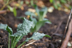 Kale will grow in shade